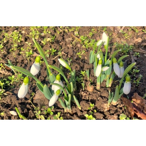 Кокиче / Galanthus nivalis - 10 бр луковици