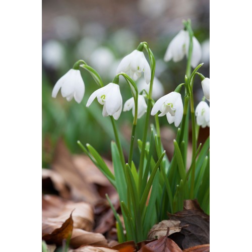 Кокиче / Galanthus nivalis - 10 бр луковици