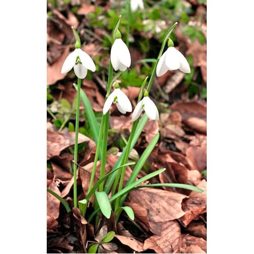 Кокиче / Galanthus nivalis - 10 бр луковици