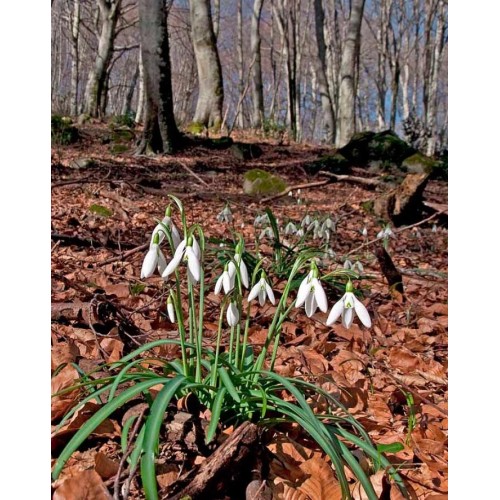 Кокиче / Galanthus nivalis - 10 бр луковици