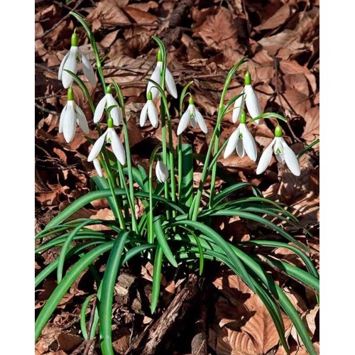 Кокиче / Galanthus nivalis - 10 бр луковици