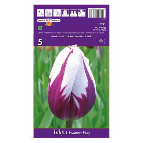 Лале "Пламтящо знаме" / Tulipa flaming flag - 5 бр луковици