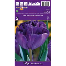 Лале "Син диамант" / Tulipa Blue diamond - 5 бр луковици