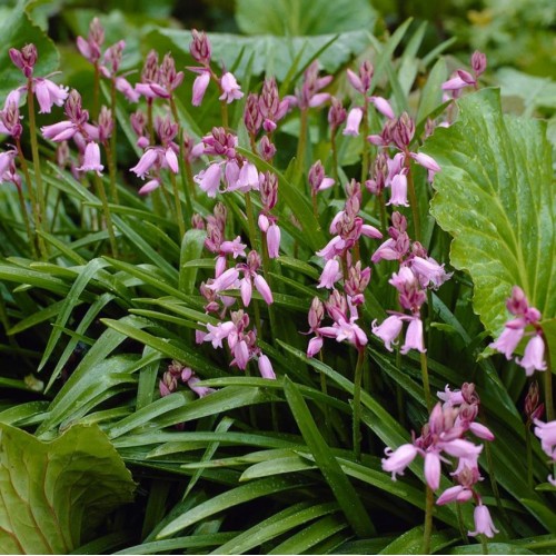 Лъжезюмбюл Розова камбанка / Hyacinthoides pink - 8 бр луковици