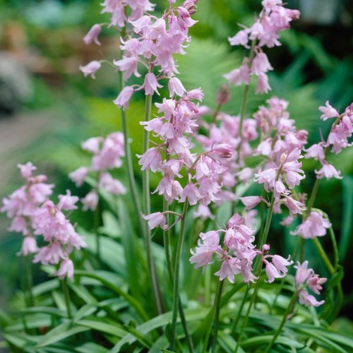 Лъжезюмбюл Розова камбанка / Hyacinthoides pink - 8 бр луковици