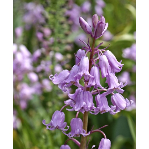 Лъжезюмбюл Розова камбанка / Hyacinthoides pink - 8 бр луковици