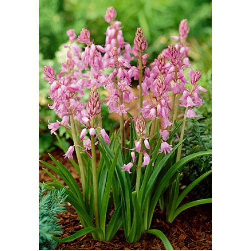 Лъжезюмбюл Розова камбанка / Hyacinthoides pink - 8 бр луковици