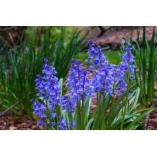 Лъжезюмбюл Синя камбанка / Hyacinthoides blue - 8 бр луковици