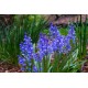 Лъжезюмбюл Синя камбанка / Hyacinthoides blue - 8 бр луковици