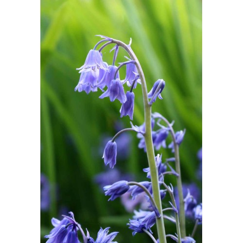 Лъжезюмбюл Синя камбанка / Hyacinthoides blue - 8 бр луковици