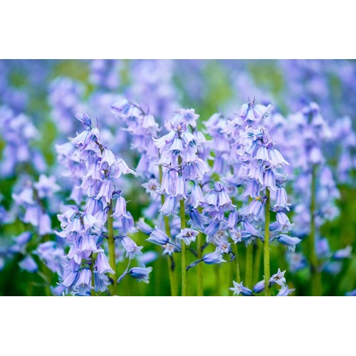 Лъжезюмбюл Синя камбанка / Hyacinthoides blue - 8 бр луковици