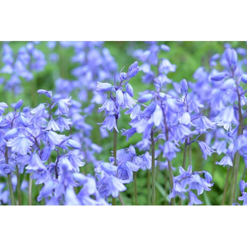 Лъжезюмбюл Синя камбанка / Hyacinthoides blue - 8 бр луковици