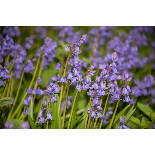 Лъжезюмбюл Синя камбанка / Hyacinthoides blue - 8 бр луковици