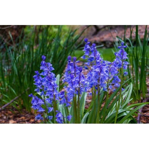 Лъжезюмбюл Синя камбанка / Hyacinthoides blue - 8 бр луковици