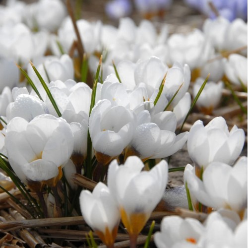 Минзухар АРД Шенк / Crocus ARD Schenk - 10 бр луковици