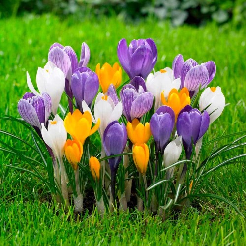 Минзухар Ботанически Микс / Crocus Botanical Mixed - 25 бр луковици