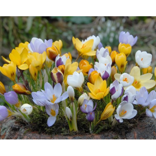 Минзухар Ботанически Микс / Crocus Botanical Mixed - 25 бр луковици