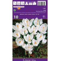 Минзухар Бял / Crocus white - 10 бр луковици