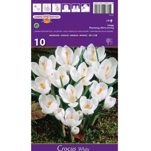 Минзухар Бял / Crocus white - 10 бр луковици