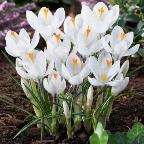 Минзухар Бял / Crocus white - 10 бр луковици