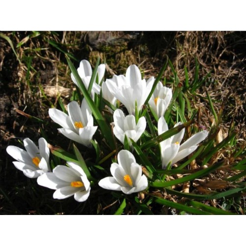 Минзухар Бял / Crocus white - 10 бр луковици