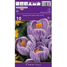 Минзухар Бял с лилави ивици / Crocus Striped - 10 бр луковици