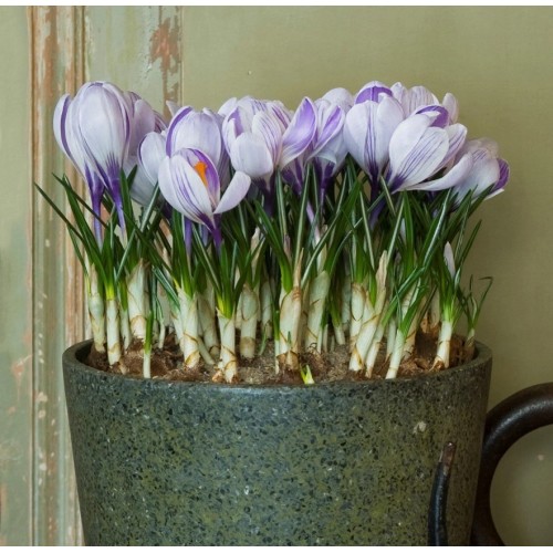 Минзухар Бял с лилави ивици / Crocus Striped - 10 бр луковици