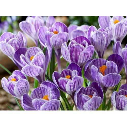 Минзухар Бял с лилави ивици / Crocus Striped - 10 бр луковици