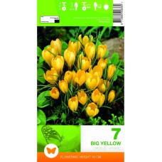 Минзухар Голям Жълт / Crocus big yellow - 7 бр луковици