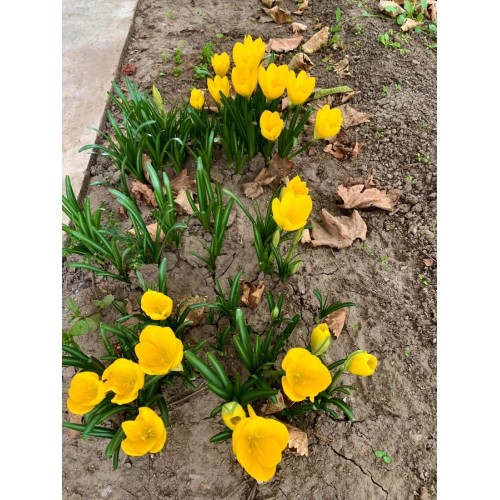 Минзухар Голям Жълт / Crocus big yellow - 7 бр луковици