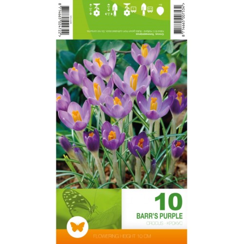 Минзухар Лилав / Crocus Barr's Purple - 10 бр луковици