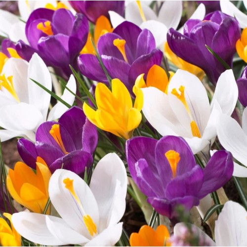 Минзухар Пролетен Микс / Crocus vernus - 7 бр луковици