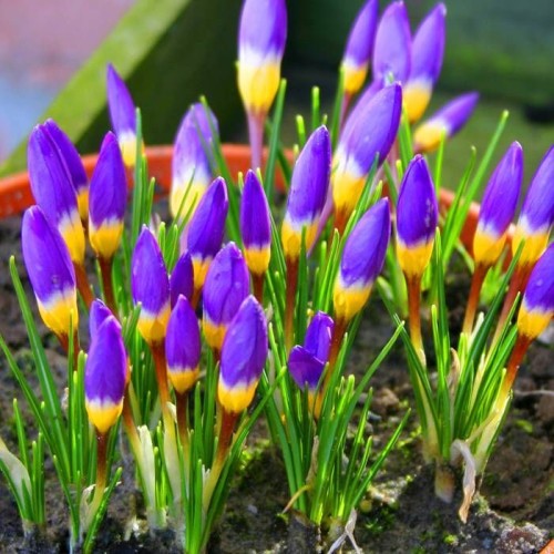 Минзухар "Сибери" Трицветен / Crocus Sieberi "Tricolor" - 10 бр луковици