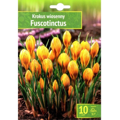 Минзухар Жълт с кафяви ивици / Crocus Fuscotinctus - 10 бр луковици