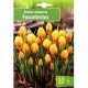 Минзухар Жълт с кафяви ивици / Crocus Fuscotinctus - 10 бр луковици