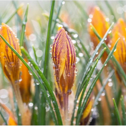 Минзухар Жълт с кафяви ивици / Crocus Fuscotinctus - 10 бр луковици