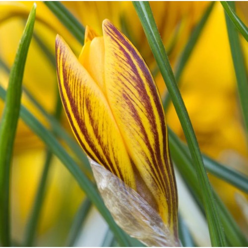 Минзухар Жълт с кафяви ивици / Crocus Fuscotinctus - 10 бр луковици