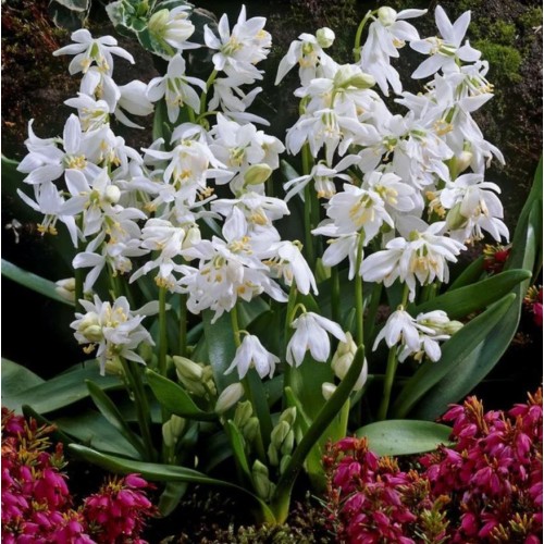 Синчец Сибирски Бял / Scilla siberica 'White' - 10 бр луковици