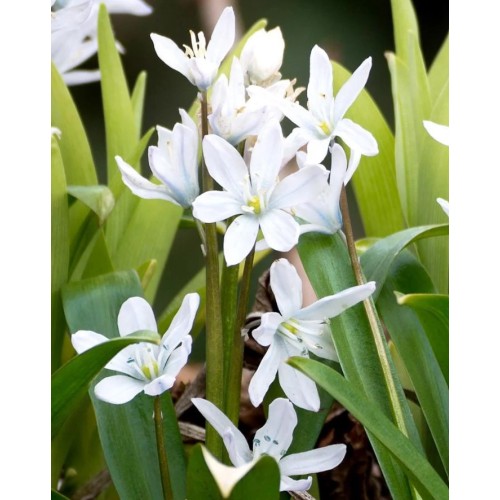 Синчец Сибирски Бял / Scilla siberica 'White' - 10 бр луковици