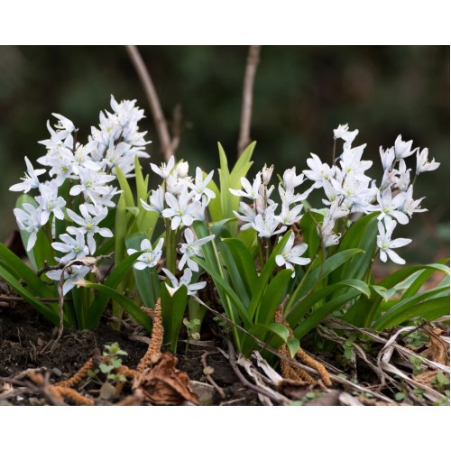 Синчец Сибирски Бял / Scilla siberica 'White' - 10 бр луковици