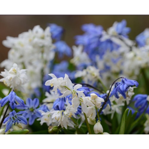 Синчец Сибирски Бял / Scilla siberica 'White' - 10 бр луковици