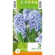 Зюмбюл "Делфт" Син / Hyacinthus Delft Blue - 3 бр луковици