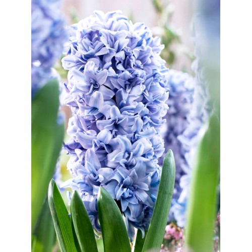 Зюмбюл "Делфт" Син / Hyacinthus Delft Blue - 3 бр луковици