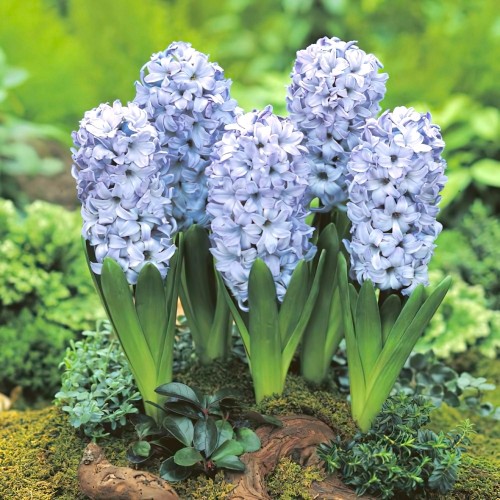 Зюмбюл "Делфт" Син / Hyacinthus Delft Blue - 3 бр луковици