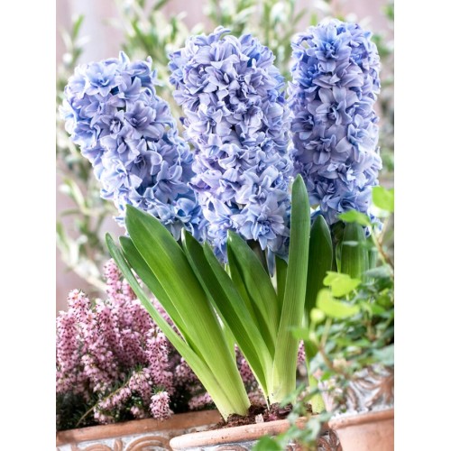 Зюмбюл "Делфт" Син / Hyacinthus Delft Blue - 3 бр луковици