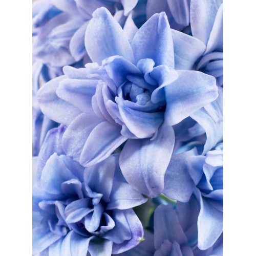 Зюмбюл "Делфт" Син / Hyacinthus Delft Blue - 3 бр луковици