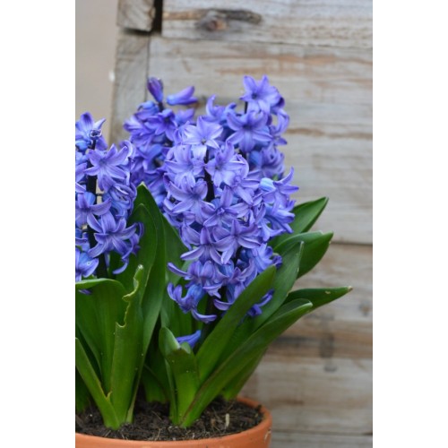 Зюмбюл "Делфт" Син / Hyacinthus Delft Blue - 3 бр луковици