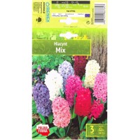 Зюмбюл Източен Микс / Hyacinthus orientalis Mixed - 3 бр луковици