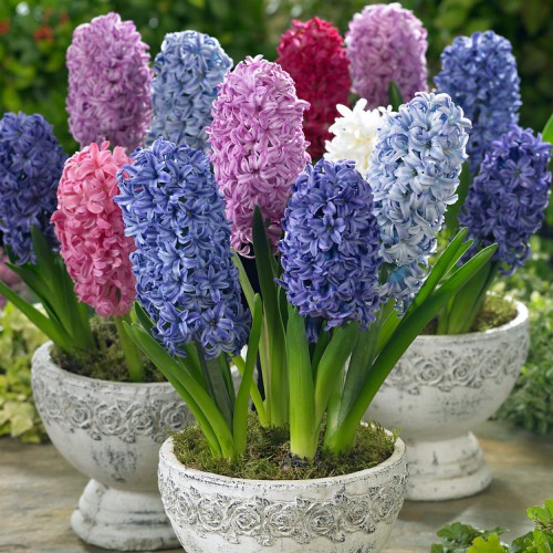 Зюмбюл Източен Микс / Hyacinthus orientalis Mixed - 3 бр луковици