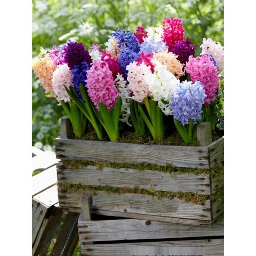 Зюмбюл Източен Микс / Hyacinthus orientalis Mixed - 3 бр луковици